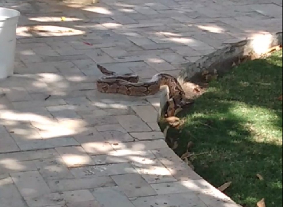 Sobra jiboia com cerca de 1,5 metro é vista em praça de Mossoró, no Oeste potiguar — Foto: Reprodução