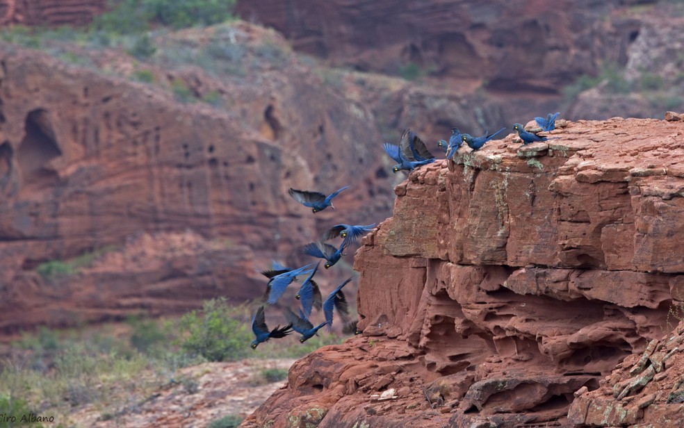 Caatinga perdeu mais de 10% de vegetação nativa nos últimos 37 anos, aponta  MapBiomas | Meio Ambiente | G1
