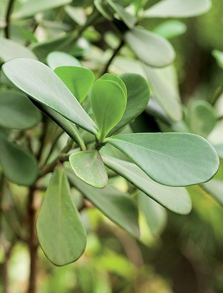 Duras De Matar Casa E Jardim Plantas