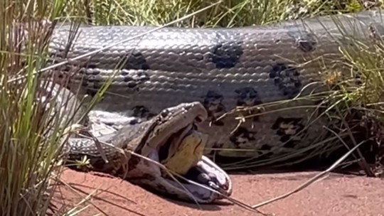 Vídeo viral mostra sucuri expelindo cobra viva da mesma espécie e pesquisadora do Butantan sugere canibalismo 