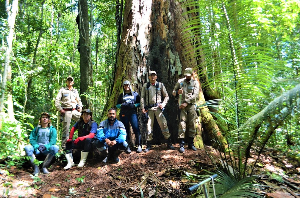 Equipe de amapaenses no pé da maior árvore da Amazônia  — Foto: Rafael Aleixo/Setec