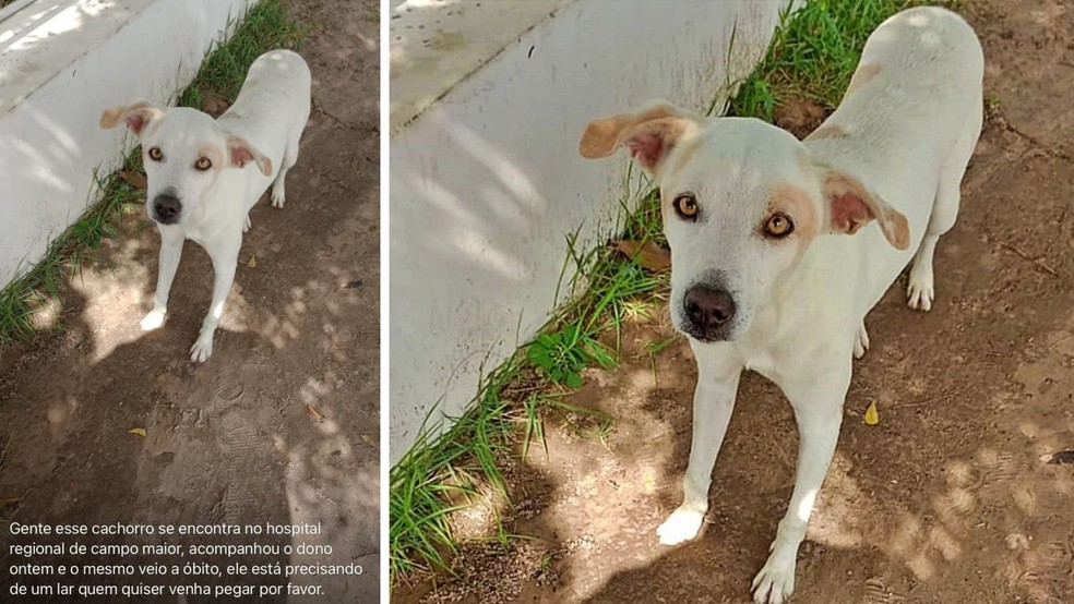 Após esperar 2 dias por tutor que faleceu em hospital no Piauí, cachorro é adotado e ganha nova família — Foto: Reprodução