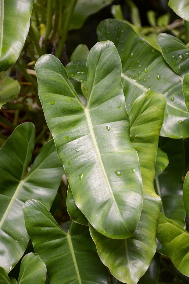 fresh green Philodendron leaves in nature garden (Foto: Getty Images/iStockphoto)