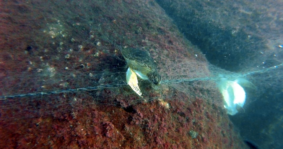 Tartarugas foram encontradas mortas presas a rede de pesca na costa de Itanhaém, SP (Foto: Divulgação/IPM)