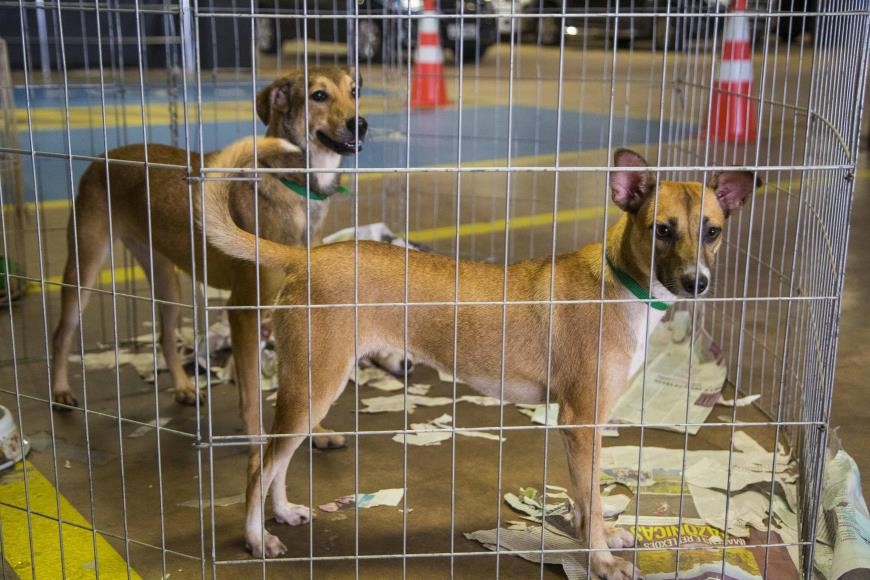 Belém recebe Feira de Adoção Pet neste sábado; veja como adotar