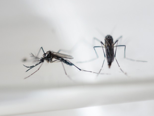  Aedes aegypti, que transmite a zika  (Foto: AFP)