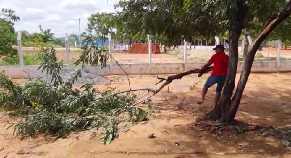 Os ventos derrubaram várias árvores na localidade de Vale São Miguel. — Foto: Reprodução/TV Verdes Mares