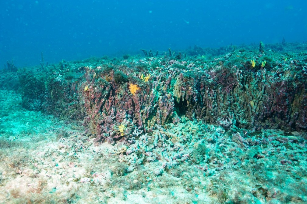 Recife de 5 mil anos &Atilde;&copy; identificado nas proximidades da Ilha da Queimada Grande, SP &acirc;?? Foto: Leo Francini/Divulga&Atilde;&sect;&Atilde;&pound;o