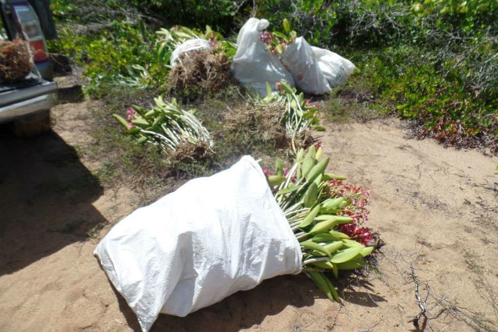 Flores são apreendidas em operação em Unidade de Conservação, no ES  — Foto: Divulgação/ Prefeitura de Linhares