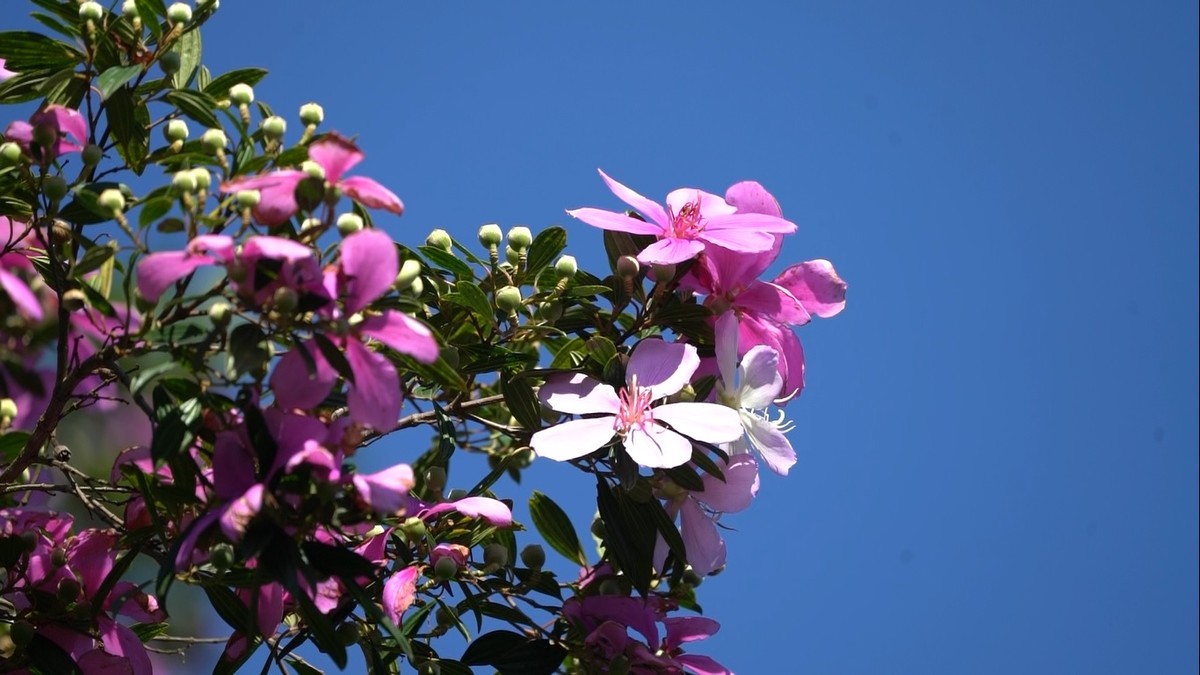 Manacá-da-serra: árvore tem flores que mudam de cor e possui forte apelo  paisagístico | Terra da Gente | G1