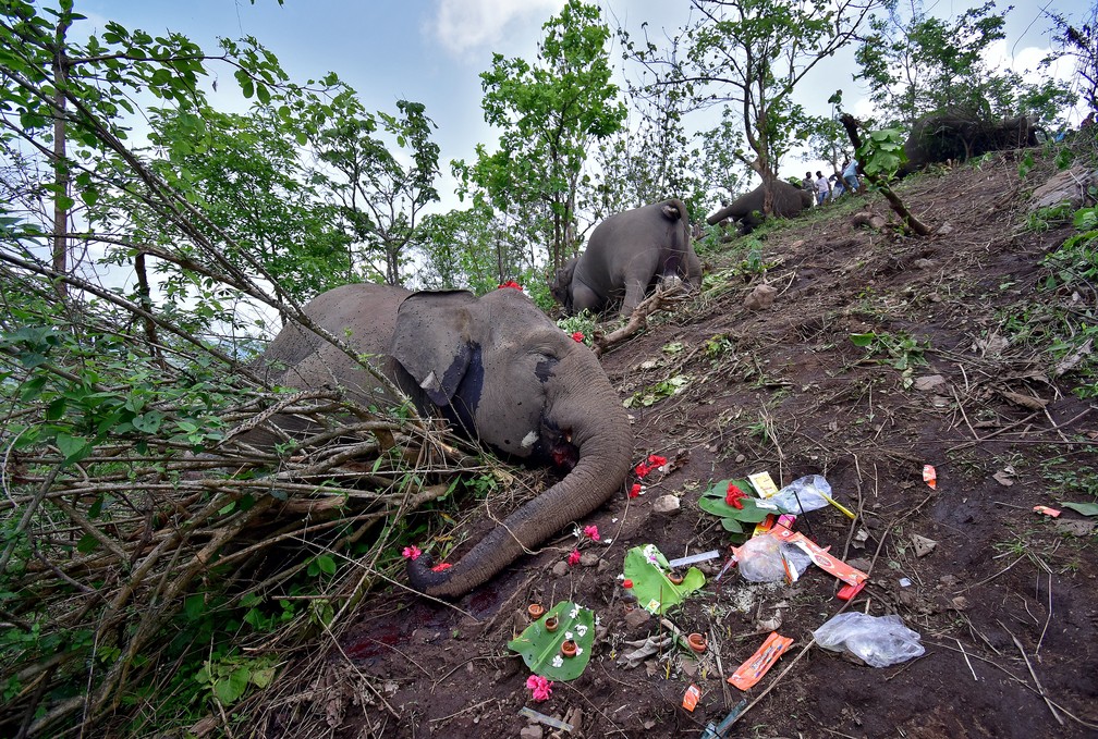 Carcaças de elefantes que, segundo autoridades florestais, possivelmente morreram por causa de um raio no nordeste da Índia em 14 de maio de 2021 — Foto: Anuwar Hazarika/Reuters