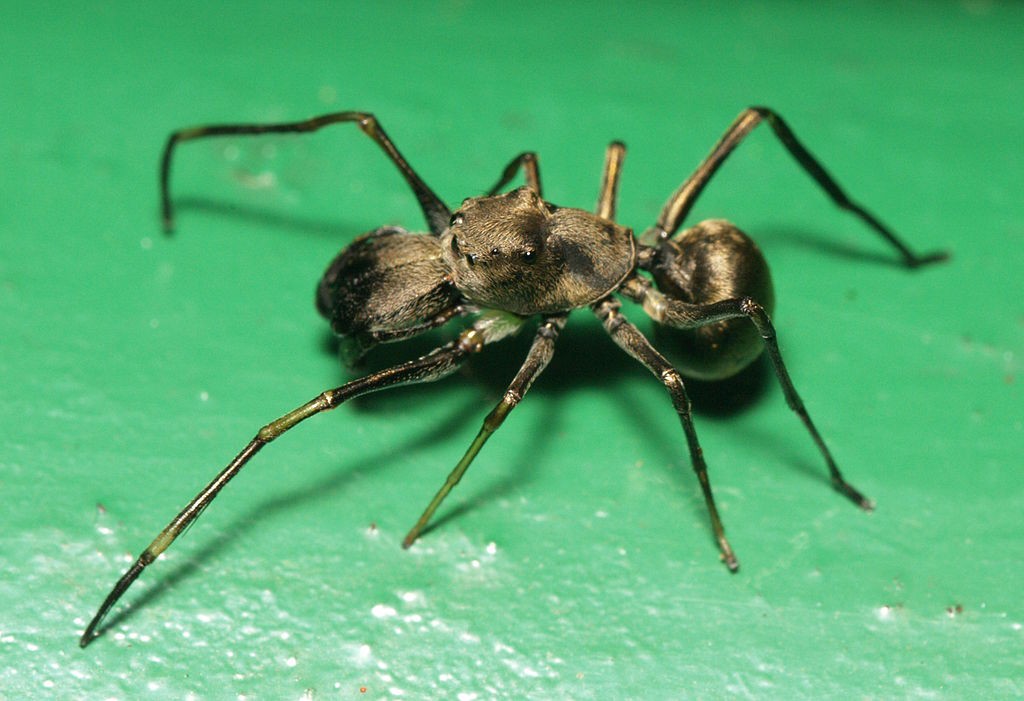 A aranha da espécie Toxeus magnus amamenta seus filhotes (Foto: Wikimedia Commons / Sarefo)