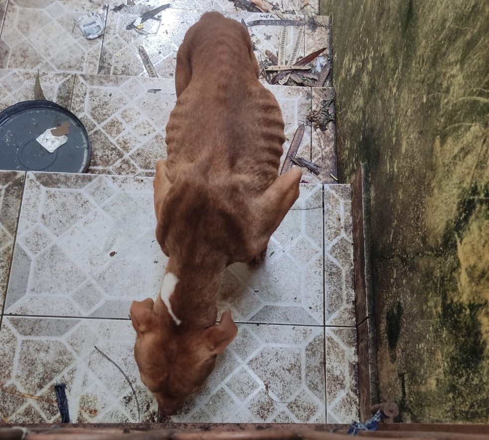 Mulher é multada em R$ 3 mil por maus-tratos a cachorro, em Álvares Machado (SP) — Foto: Polícia Ambiental