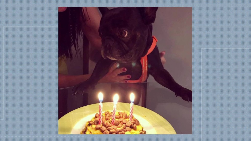 Morte de cão no Rio está relacionada ao calor — Foto: Reprodução/ TV Globo