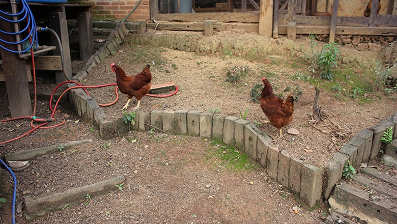 galinhas-aves-alex-sao-paulo-cidades-verdes (Foto: Lucas Alencar/Ed. Globo)