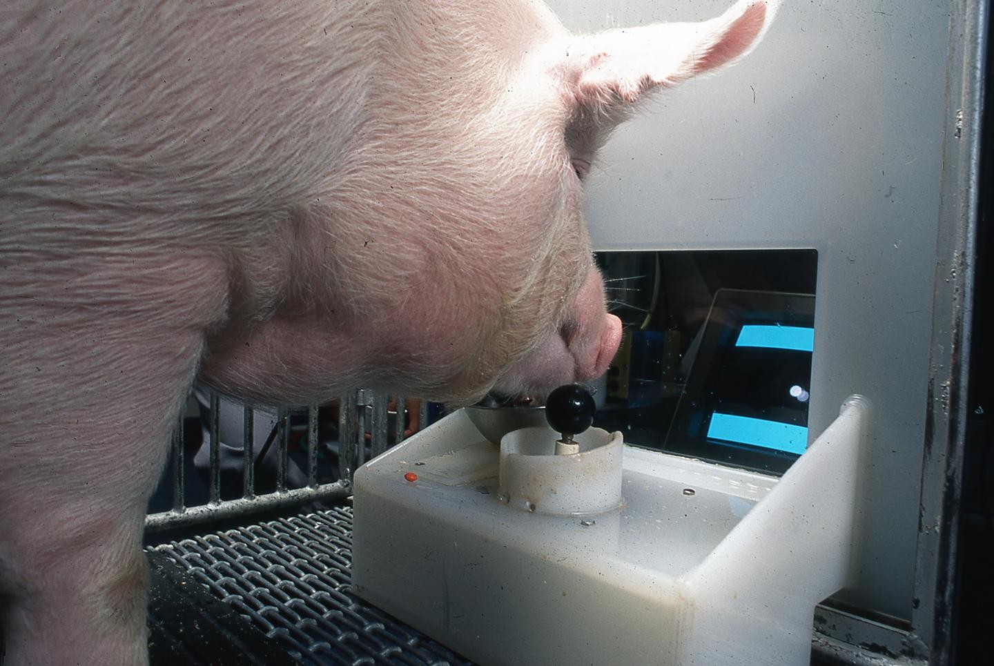 Porco Yorkshire manipulando o joystick (Foto: Eston Martz/Pennsylvania State University)