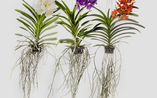 Essa orquídea é plantada de baixo para cima. Conheça a espécie - Casa e  Jardim | Paisagismo