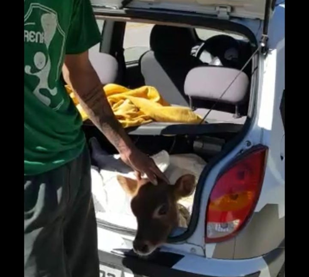 Bezerros tinham cerca de 80 dias de vida, segundo os policias — Foto: PMRV/Reprodução