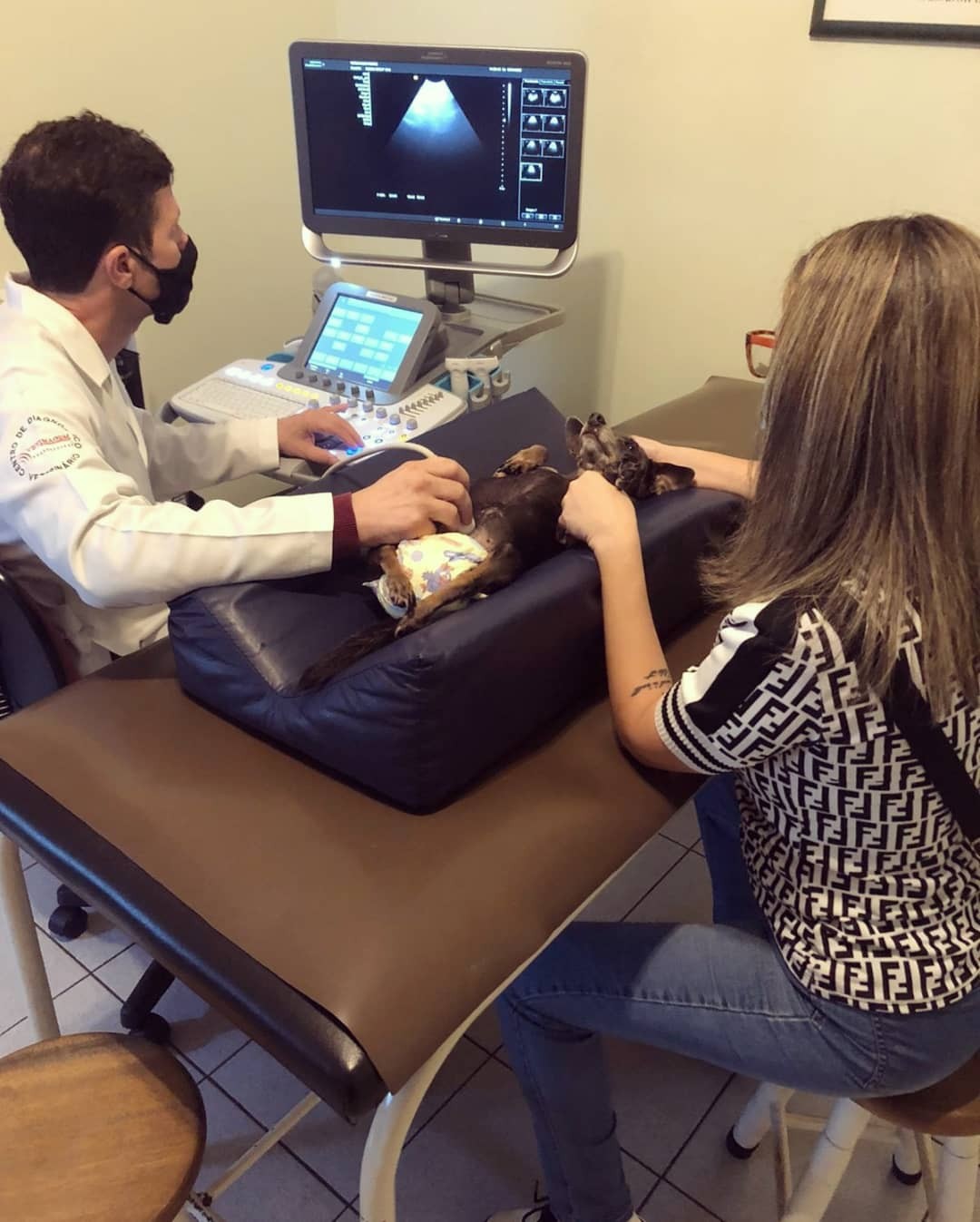 Olívia é acompanhada por um médico-veterinário endocrinologista. Na foto, ela faz um exame de check-up (Foto: Arquivo Pessoal/ Flávia Panella Monteiro Martins)