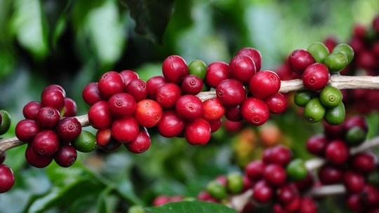 Safra de café arábica pode atingir até 41,3 milhões de sacas este ano