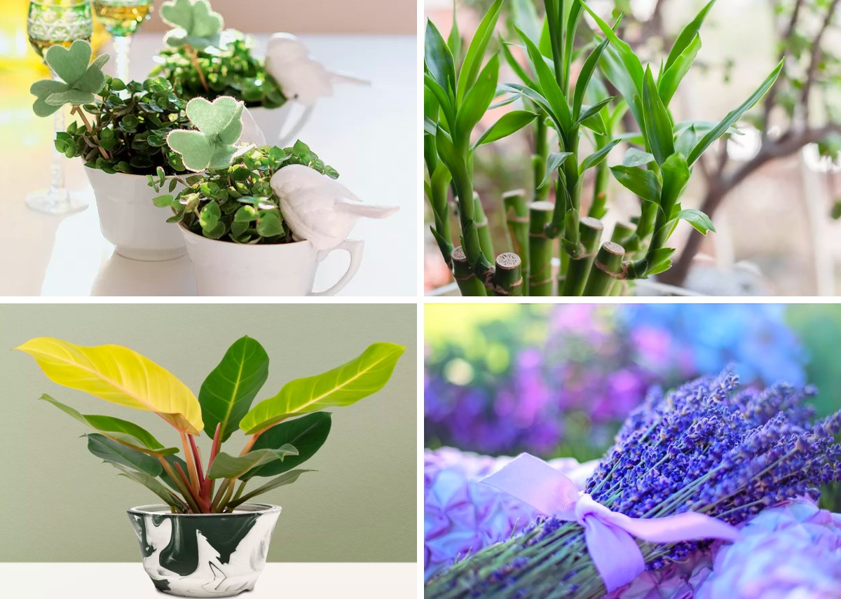 20 plantas que atraem sorte e boas energias! - Casa e Jardim | Paisagismo