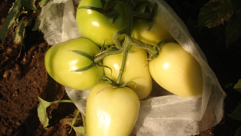 Saco de não-tecido para ensacamento de tomate (Foto: Divulgação)