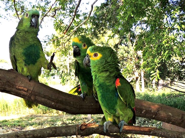 Entre os animais recapturados estão estão 87 papagaios-verdadeiros (Foto: César Soares/Ibama-MT)
