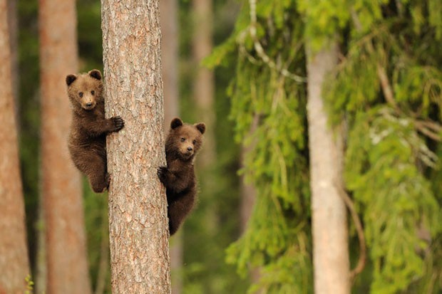 Filhotes de urso e suas mães (Foto: Danilo Ernesto Melzi / Divulgaç)