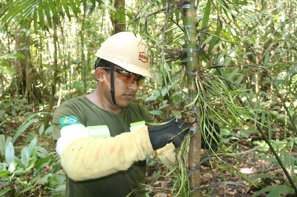 Colaborador realizando a reintegração de epifítas — Foto: Ascom MRN/Divulgação