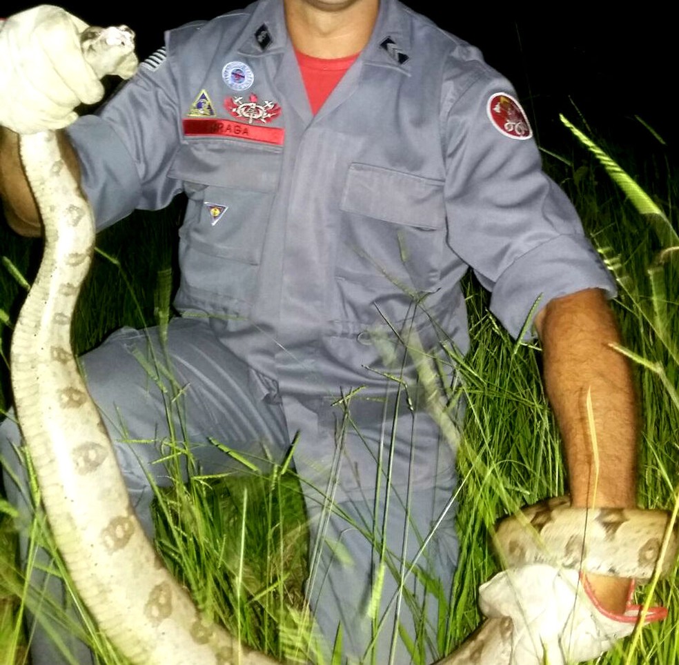 No condomínio Portal da Serra, jiboia resgatada mediu 1,80 metro (Foto: Corpo de Bombeiros/Divulgação)