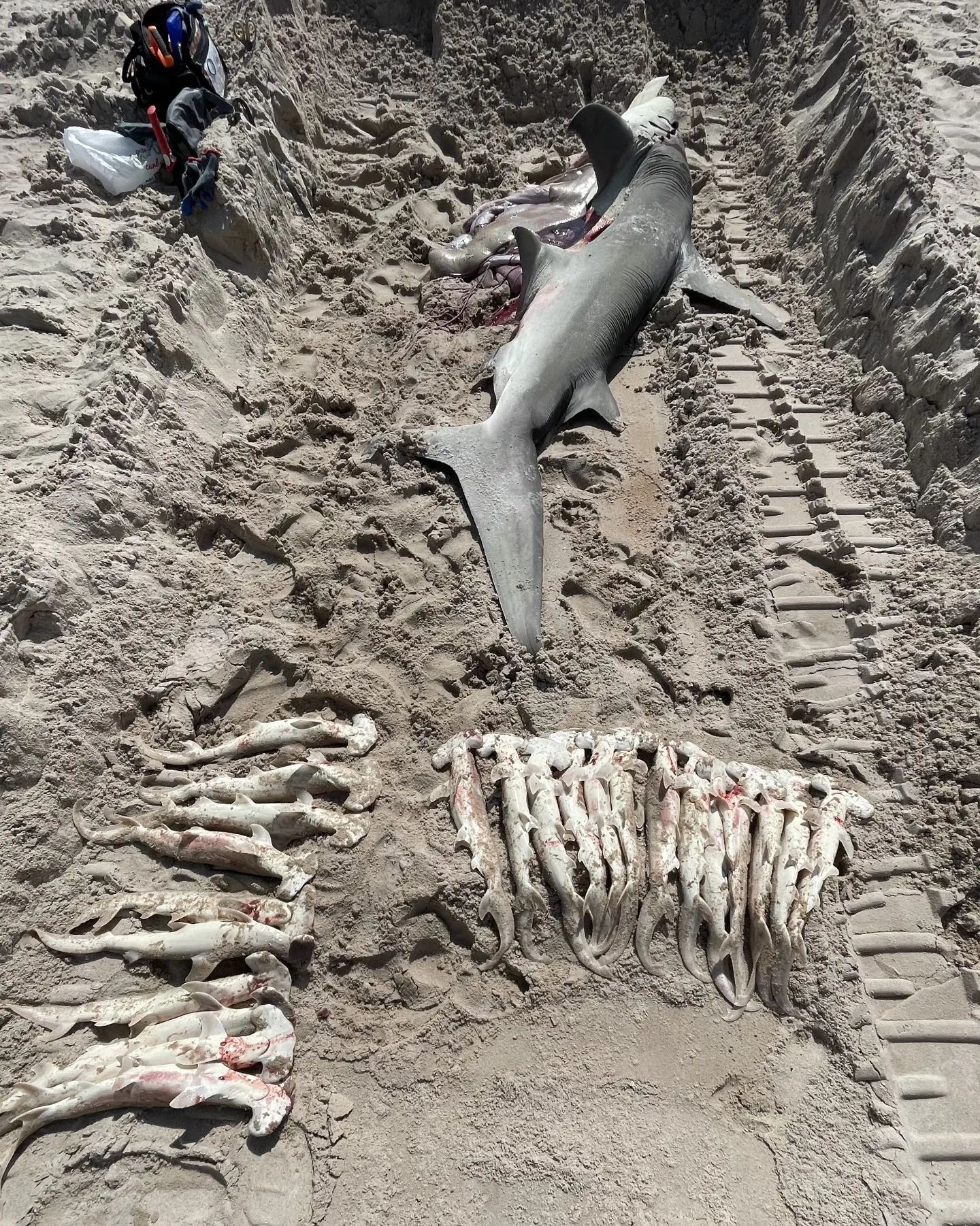 Nos EUA, tubarão prenha de 3,5m é encontrada morta em praia da Flórida (Foto: Reprodução/Instagram)