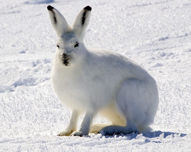 Lebre-ártica – Lepus arcticus (Foto: Steve Sayles/ Wikimedia Commons/ CreativeCommons)