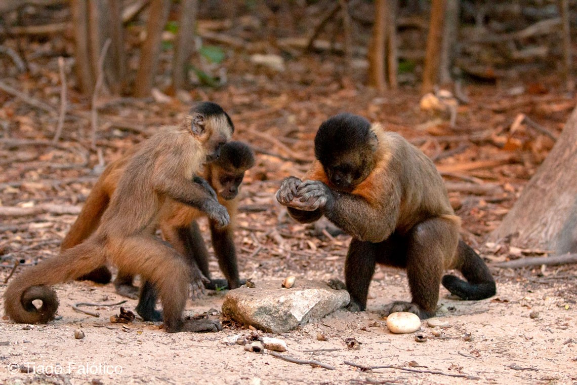 Macacos-prego brasileiros estão em sua própria 'idade da pedra' há