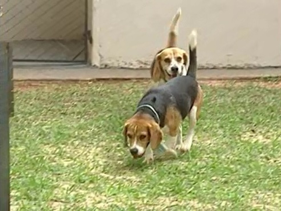 Até 2011, beagles eram utilizados em experimentos do curso de odontologia na UEM — Foto: Reprodução/RPC