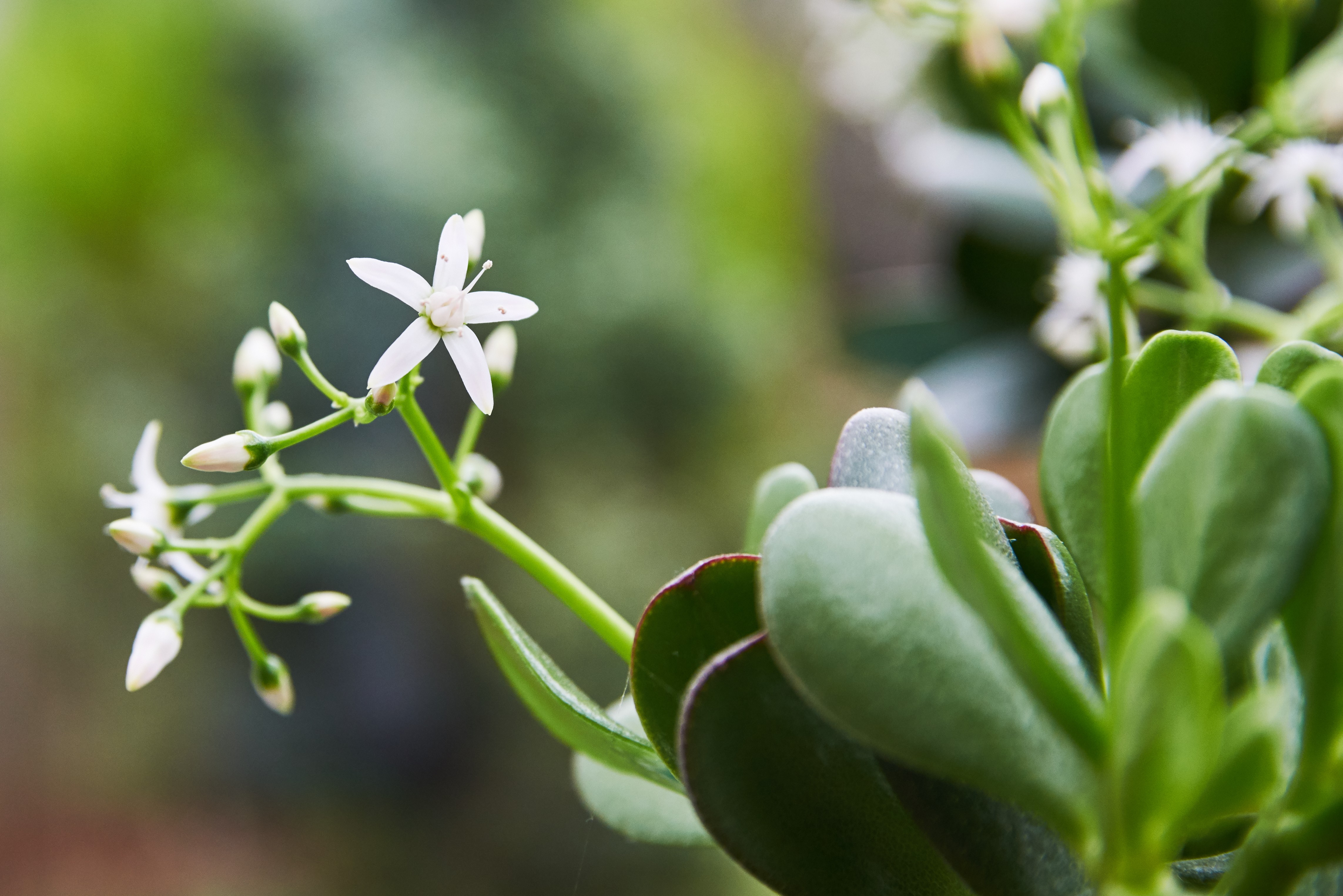 Planta Jade: uma suculenta versátil e fácil de cuidar (Foto: Getty Images/EyeEm)