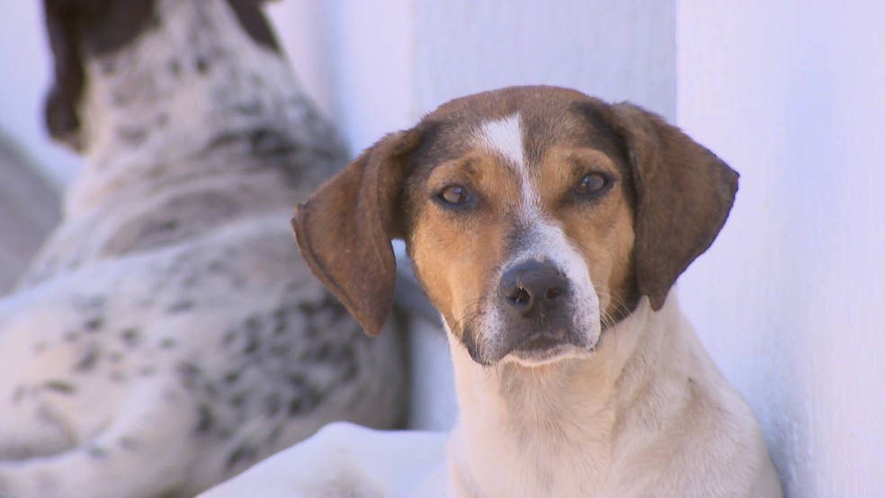 Leishmaniose Visceral popularmente conhecida por calazar ataca cães — Foto: Reprodução/TV Integração