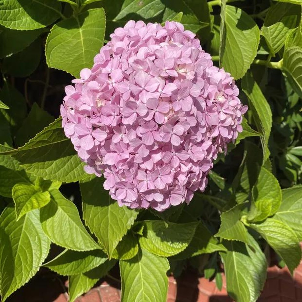 Hortênsias: como plantar, cuidar e o que determina a cor das flores |  Paisagismo | Casa Vogue