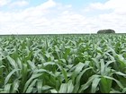 Minas deve ser o maior produtor de milho primeira safra em 2014