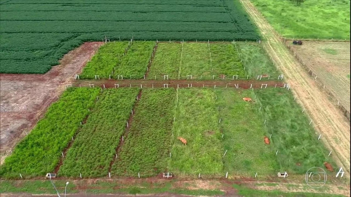 Veja dicas para forma&ccedil;&atilde;o de pastagem para o gado