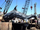 Exemplar de tubarão-baleia com sete toneladas é encontrado no Paquistão
