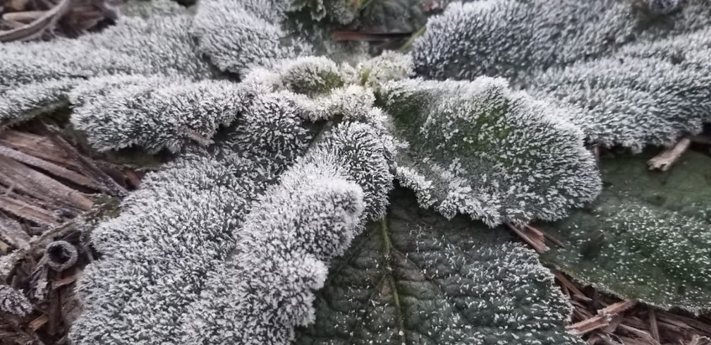 Vegetação amanheceu com uma fina camada de gelo em São Joaquim — Foto: Wagner Urbano/ NotiserraSC