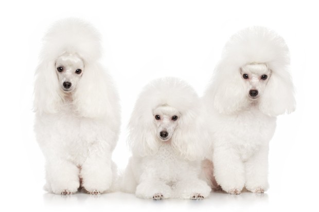 Group of white poodles posing on a white background (Foto: Getty Images/iStockphoto)