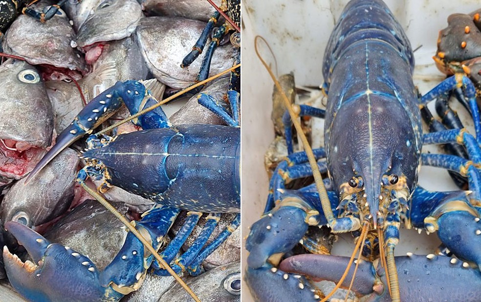 Pescador encontrou uma lagosta azul na Escócia; animal é raro — Foto: Reprodução/redes sociais