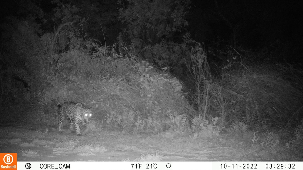Outro flagrante de uma onça-pintada em seu 'hotspot' na Serra do Amolar, no Pantanal de MS — Foto: IHP/Divulgação