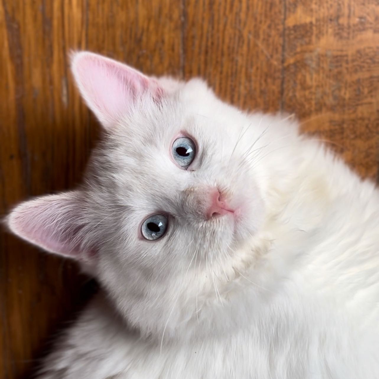 Belle é uma gata da raça ragdoll (Foto: Instagram/ @clonekitty/ Reprodução)