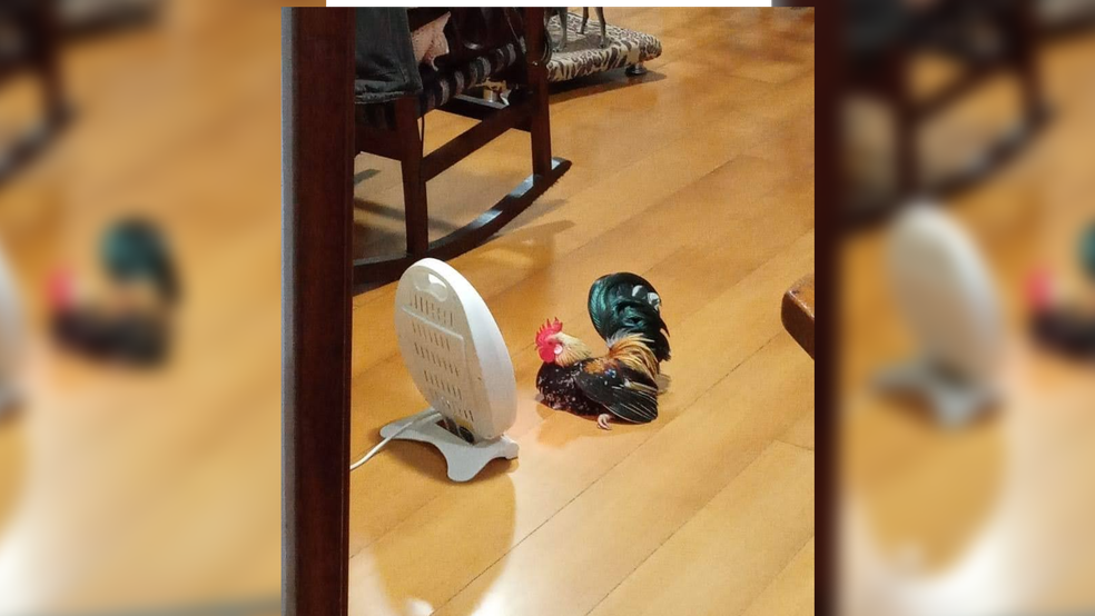 Galo foi sozinho até aquecedor — Foto: Arquivo pessoal/Elly Astrid