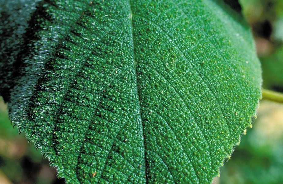 A gympie-gympie é uma planta arbustiva que pode chegar até 5 m de altura