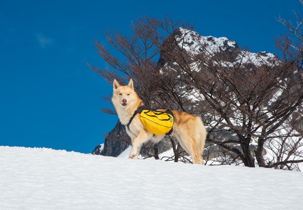Cachorreiros は、スペインとチリで販売されているさまざまな冒険的なペット アクセサリーを提供しています (写真: ディスクロージャー) Cachorreiros は、スペインとチリで販売されているさまざまな冒険的なペット アクセサリーを提供しています (写真: ディスクロージャー)