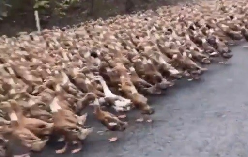 Patos na China (Foto: Reprodução/Twitter)