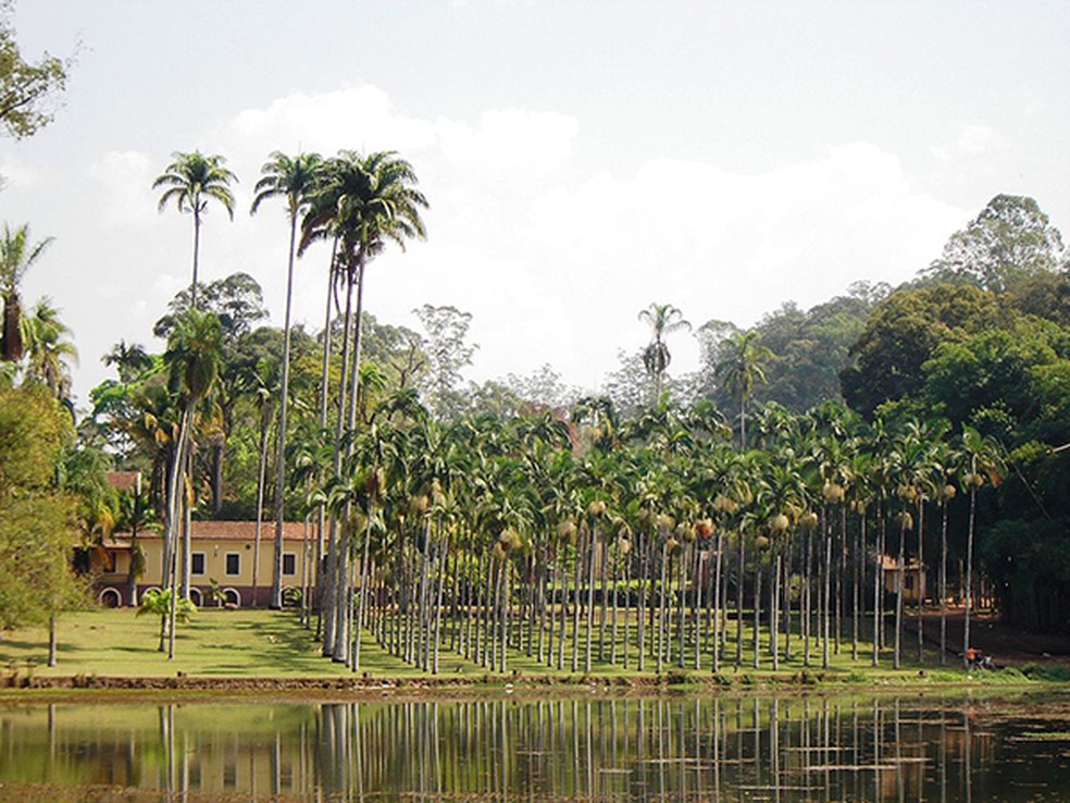 A Floresta Estadual Edmundo Navarro de Andrade em Rio Claro — Foto: Tonyjeff /CC BY-SA 2.5